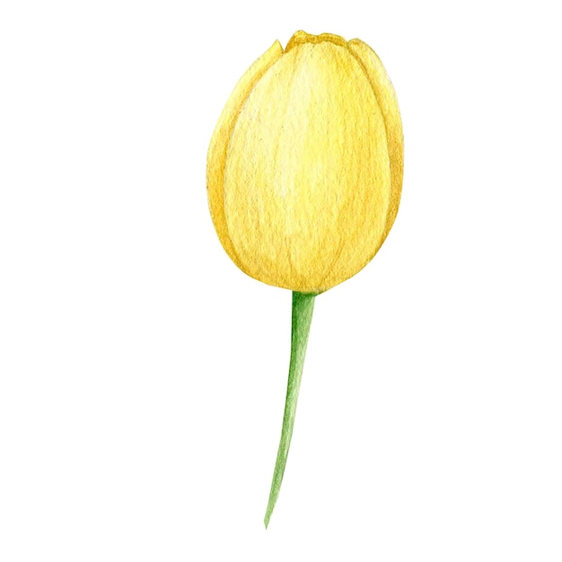 Illustration aquarelle d'une fleur de tulipe jaune