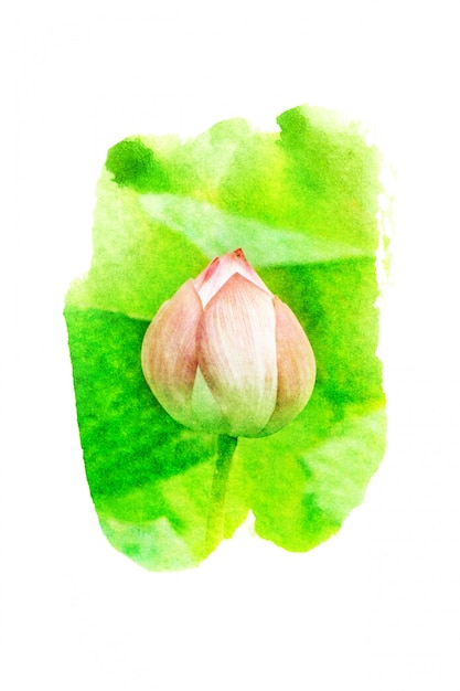 Photo illustration aquarelle de fleur.