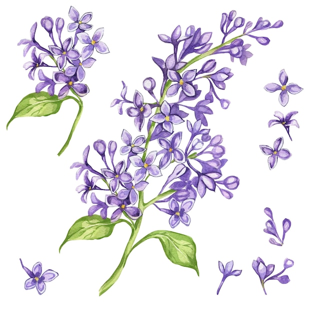 Illustration aquarelle de fleurs lilas