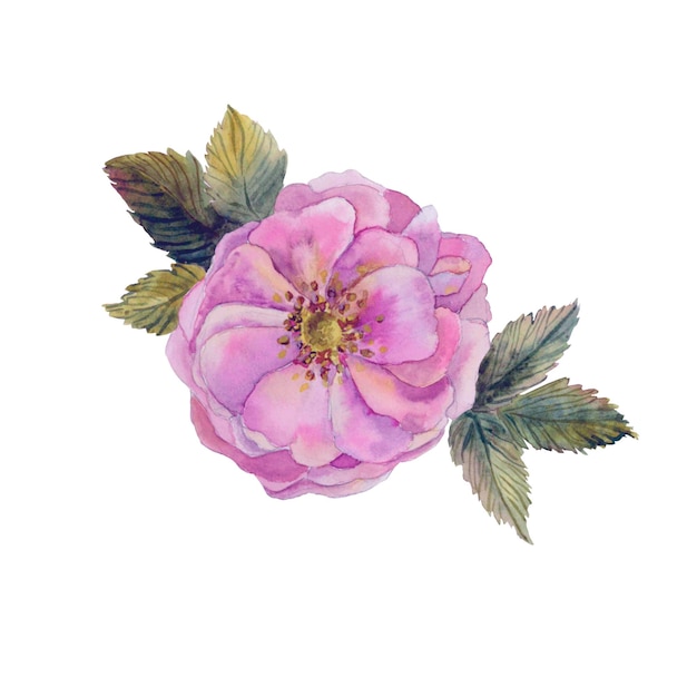Illustration aquarelle de fleurs roses roses isolé sur fond blanc