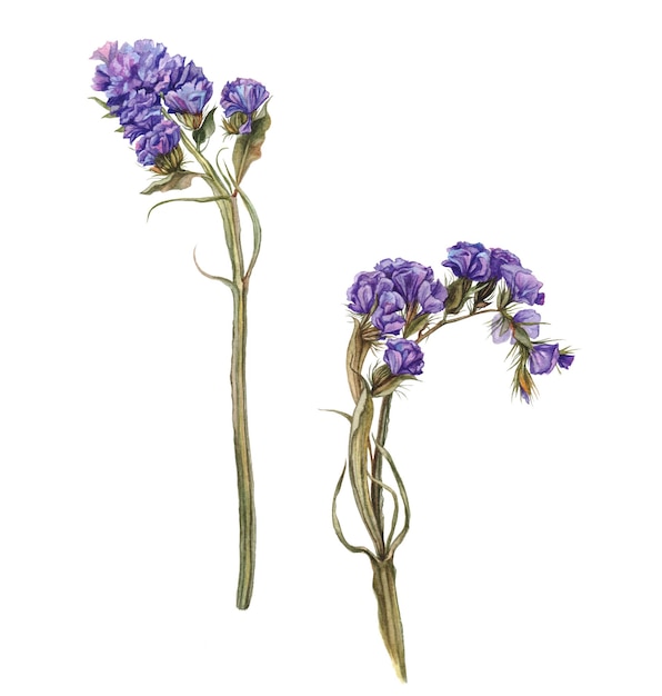 Illustration aquarelle fleurs violettes sur papier fait main