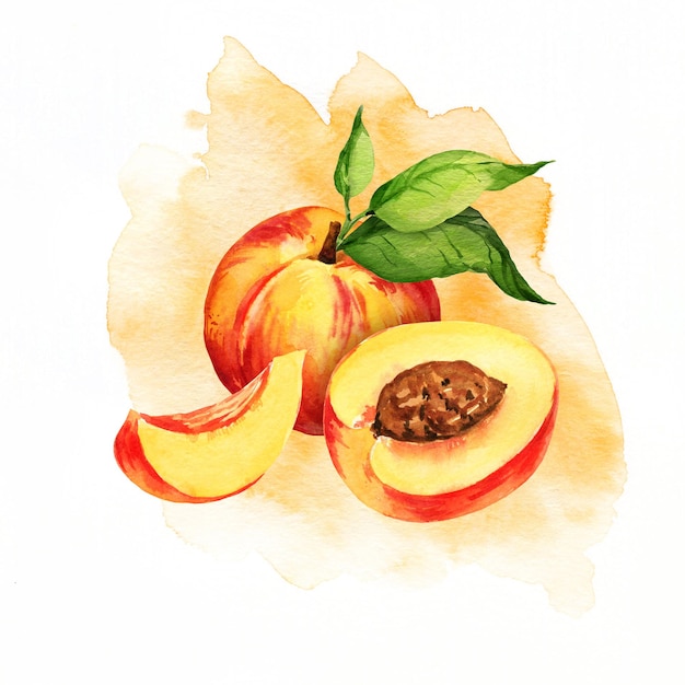 illustration à l'aquarelle d'un fruit d'été, une pêche ou une nectarine d'abricot sur des branches avec des feuilles vertes et des tranches de pêche.