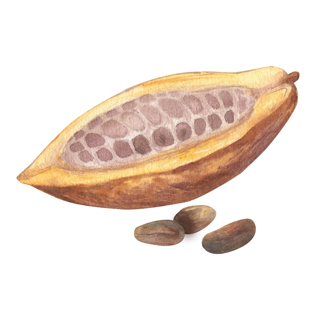 Illustration à l'aquarelle de fruits de cacao coupés remplis de graines ou de fèves de cacao Illustration isolée dessinée à la main Convient au menu de conception d'emballages