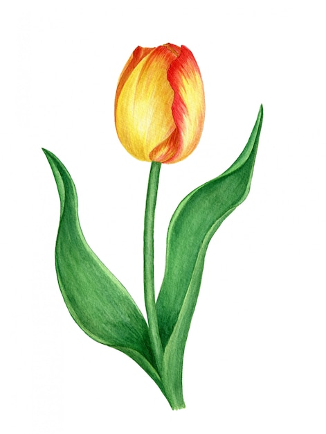 Photo illustration aquarelle isolée de tulipe jaune