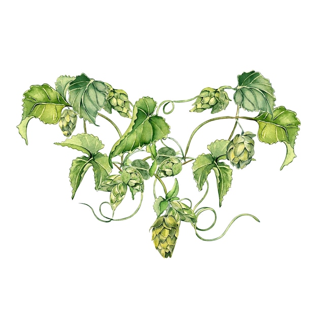 Illustration aquarelle de malt de plante de vigne de houblon isolée sur fond blanc