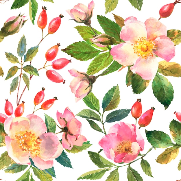 Illustration aquarelle modèle sans couture de fleurs d'églantier laisse des baies sur fond blanc