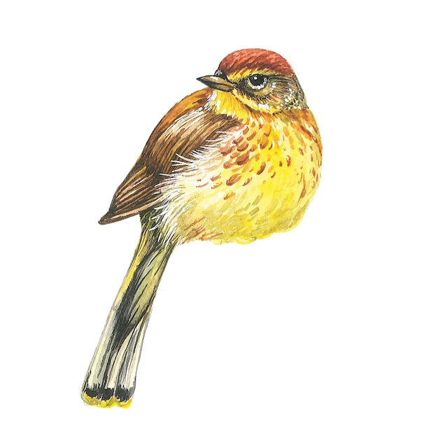 illustration aquarelle oiseau jaune sur papier