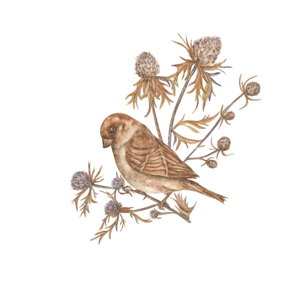 Illustration à l'aquarelle avec des oiseaux et des plantes isolées sur un fond blanc style vintage