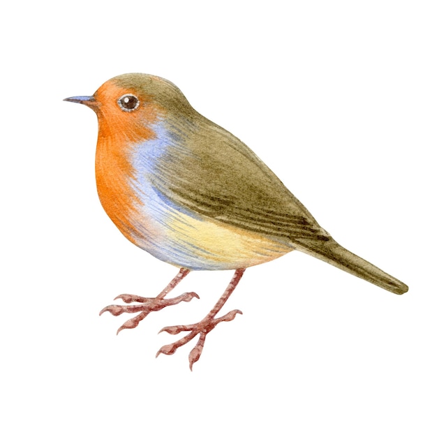 Illustration à l'aquarelle d'un petit portrait d'oiseau de jardin et de forêt de robin