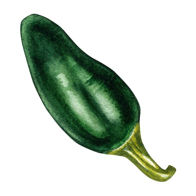 Illustration aquarelle de piment vert jalapeno isolé sur fond blanc