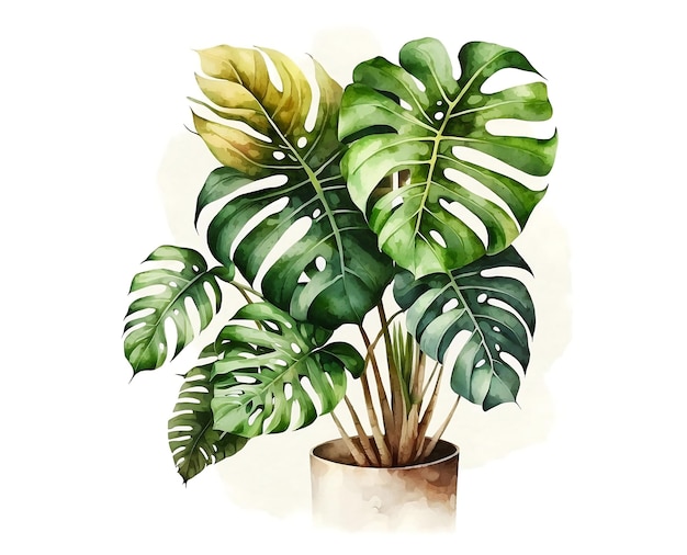 Illustration aquarelle de plante de monstera dans un pot sur fond blanc isolé