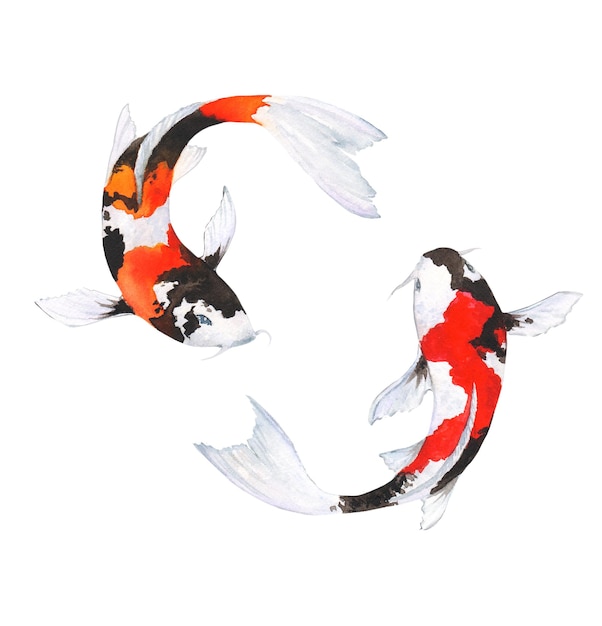 Illustration aquarelle de poisson koi sur fond blanc