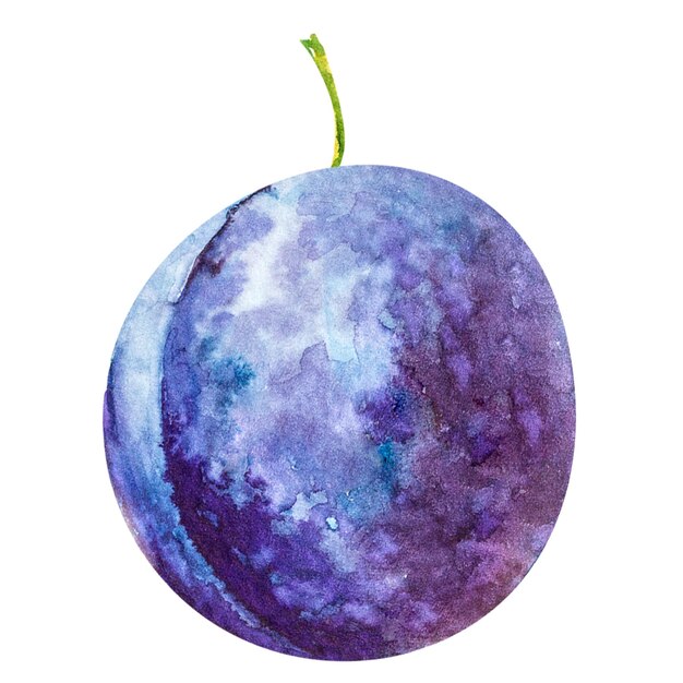 Illustration à l'aquarelle d'une prune dessinée à la main pour la conception