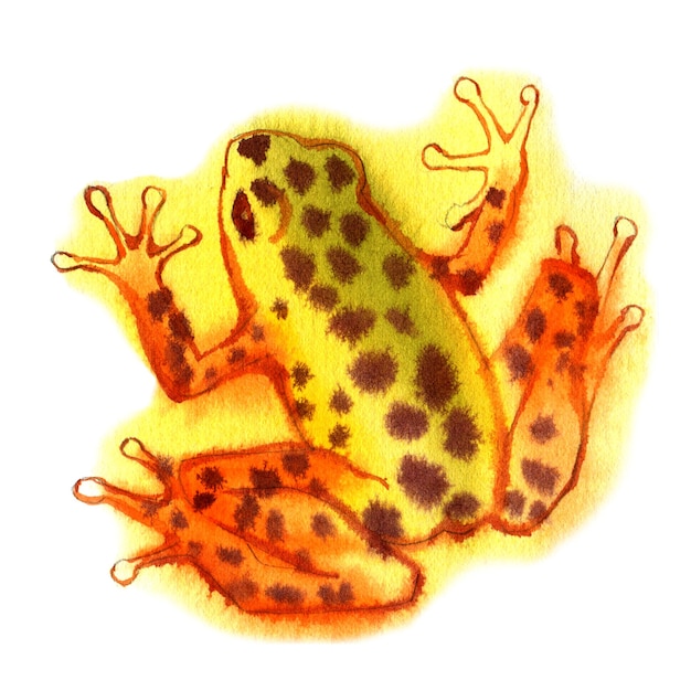 Illustration aquarelle de rainette colorée