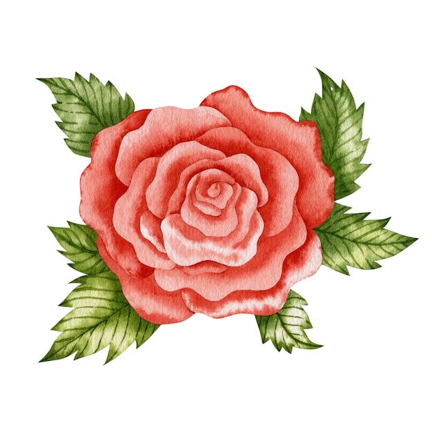 Illustration aquarelle rose rouge isolé sur fond blanc.