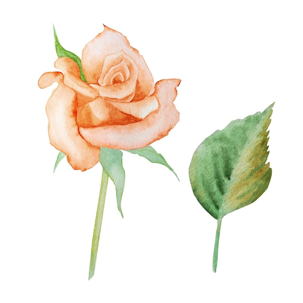 Illustration aquarelle de roses dessinées à la mainPour la conception de cartes invitationspublicité