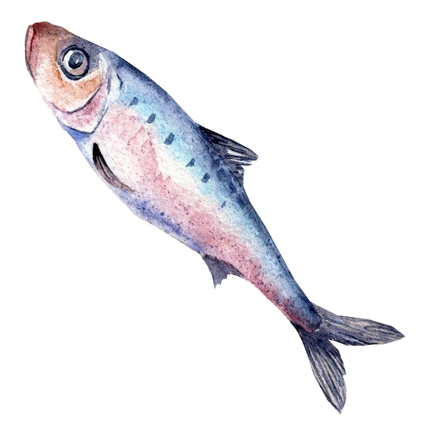 Illustration aquarelle de sardine unique isolée sur fond blanc