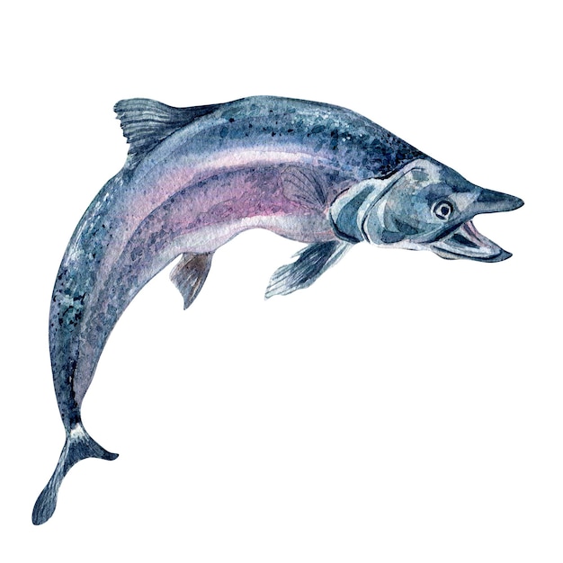 Illustration aquarelle de truite saumonée unique isolée sur fond blanc