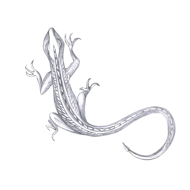 L'illustration au crayon isolée d'un reptile pour les cartes postales de conception de livres