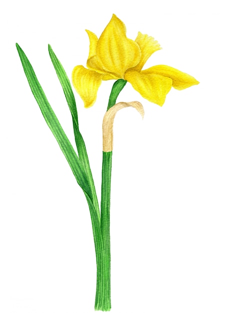 Photo illustration botanique aquarelle vintage jonquille jaune