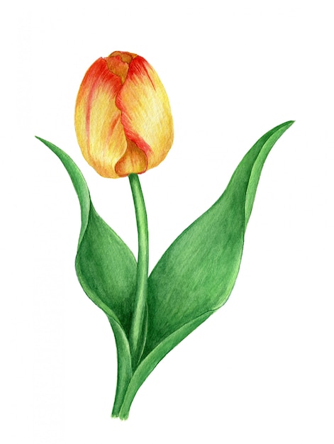 Illustration botanique aquarelle vintage tulipe jaune