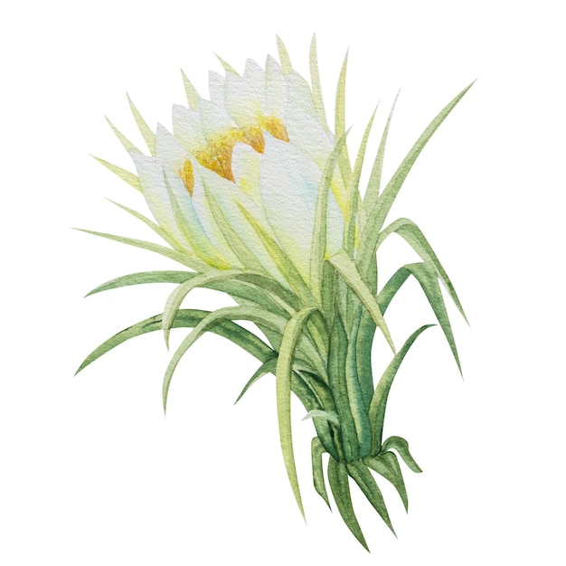 illustration botanique de fleurs de Pitaya dessin botanique à l'aquarelle de fleurs exotiques de fruit de dragon ou pitahaya