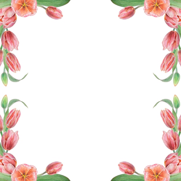 Illustration botanique réaliste à l'aquarelle du cadre de tulipes roses isolé sur fond blanc pour votre conception de produits d'impression de mariage cartes d'invitations en papier affiches en tissu