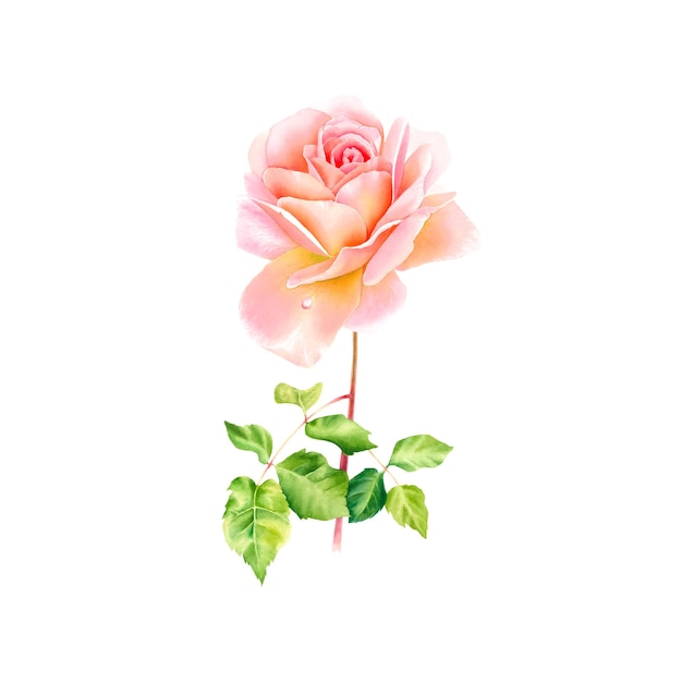 Illustration botanique rose délicate sur fond isolé Décoration de maison aquarelle