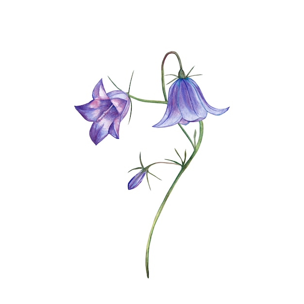 Illustration de campanule violet réaliste. Peinture à l'aquarelle.