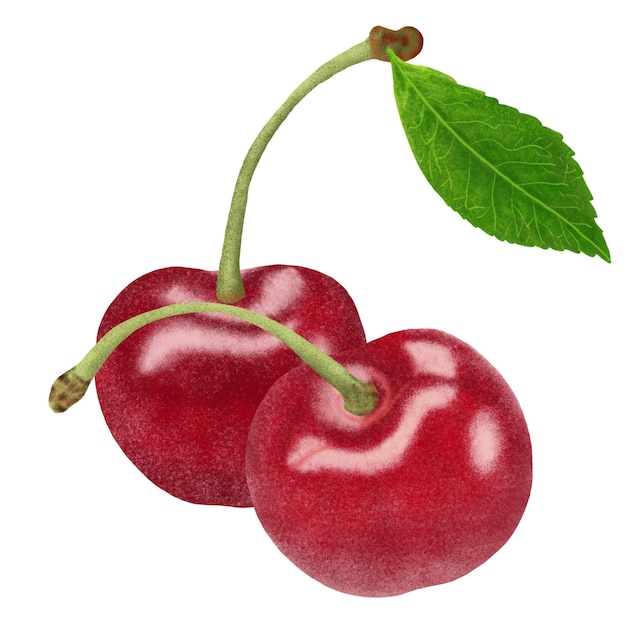 Illustration de cerises rouges