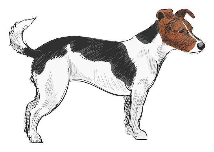 Photo illustration d'un chien de race jack russell terrier à fond transparent