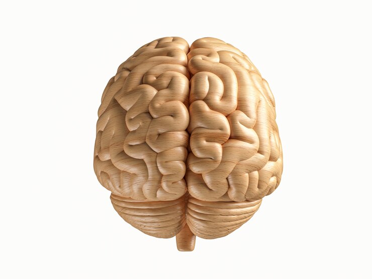 Photo d illustration du cerveau humain en bois