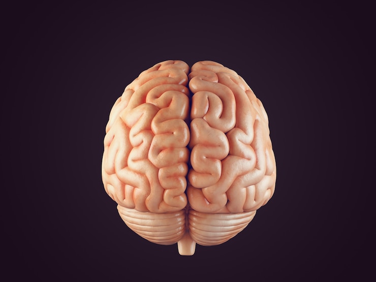 Photo illustration du cerveau réaliste