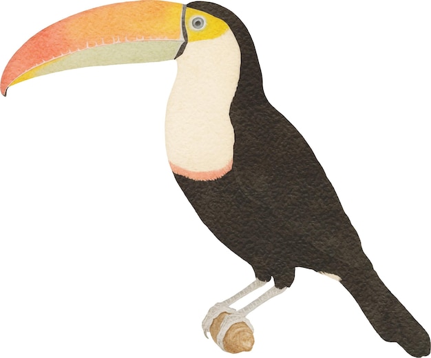 Photo illustration du toucan