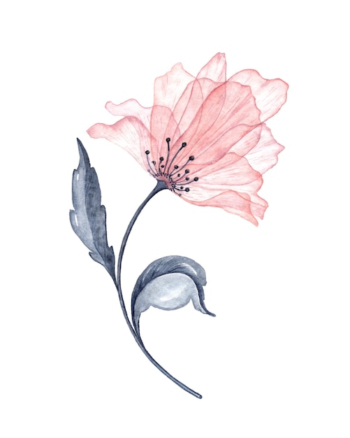 Illustration élégante de fleurs aquarelle transparente