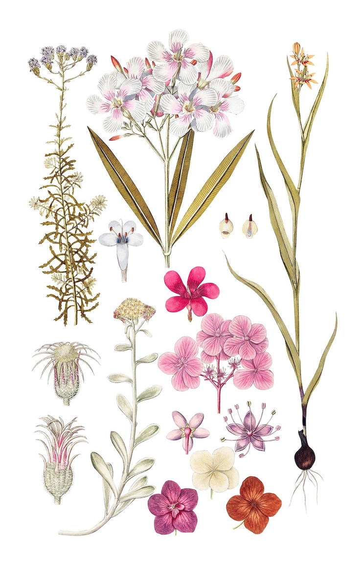 Photo illustration d'un ensemble de fleurs roses dessinées à la main