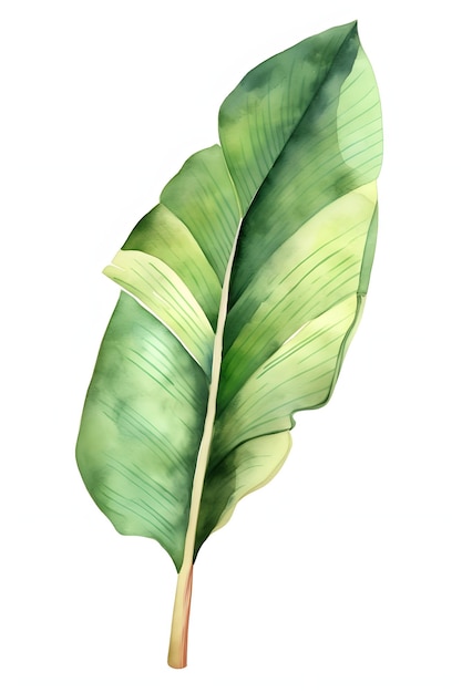Illustration de feuille de bananier à l'aquarelle pour l'art mural botanique AI générative