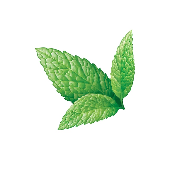 Une illustration de feuille de menthe verte