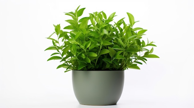 Photo illustration de feuilles de curry fraîches ou de plante d'herbe de curry patta