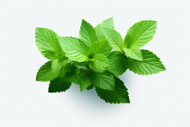 illustration de feuilles de menthe fraîches isolées sur un fond blanc transparent