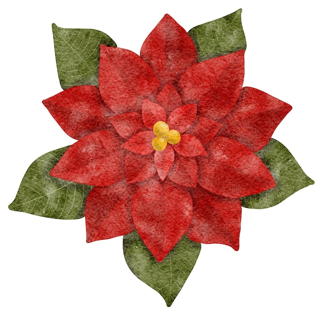 Photo illustration de fleur de poinsettia rouge aquarelle dessinée à la main