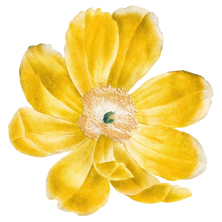Photo illustration de fleurs jaunes