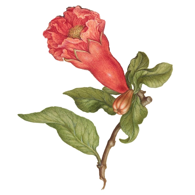 Illustration de la floraison de la grenade vintage en png