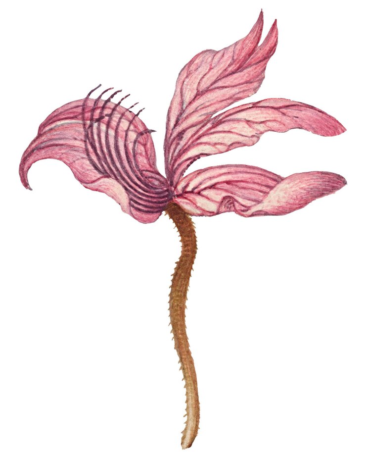 Photo illustration florale de rampion bellflower png dessinée à la main