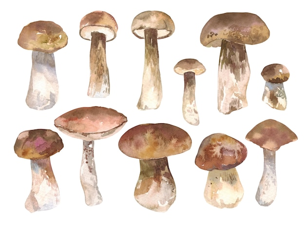 Illustration d'une forêt d'automne à l'aquarelle avec des champignons cep, de l'herbe de libellule, des feuilles, des canneberges et de la mousse