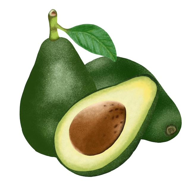 illustration de fruits d'avocat