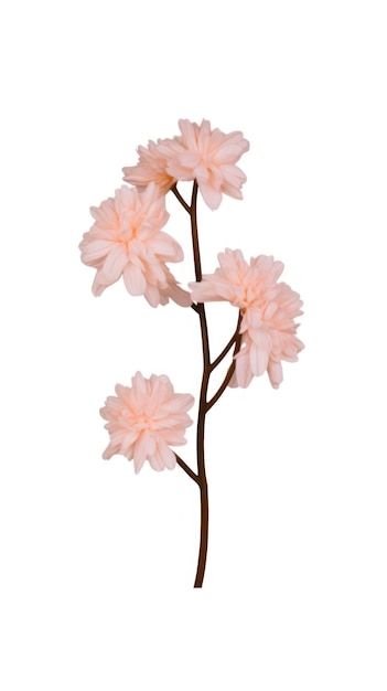 Une illustration générée par l'IA d'une fleur avec plusieurs pétales roses rayonne de beauté et de sérénité dans un spectacle époustouflant