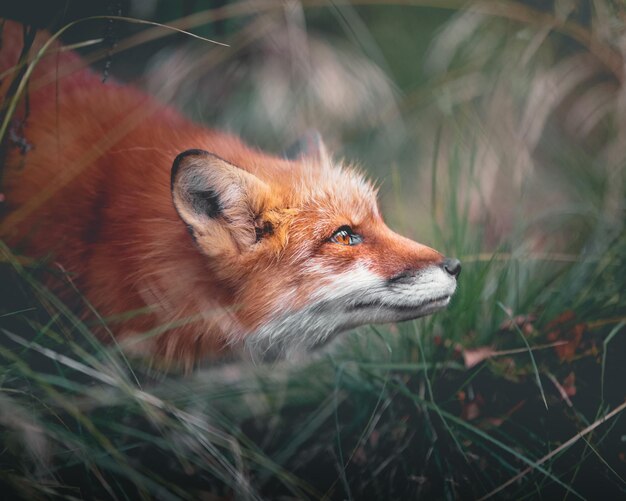 Photo illustration générée par l'ia d'un magnifique renard roux se prélassant dans l'herbe verte luxuriante