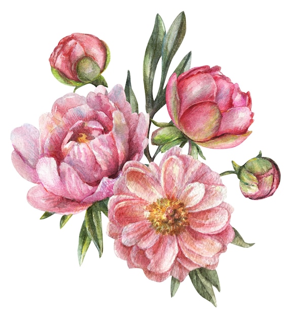 Illustration isolée à l'aquarelle d'un bouquet de pivoines roses sur fond blanc