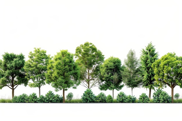 Une illustration d'une ligne d'arbres découpés Des arbres et des arbustes verts isolés sur un fond blanc Un paysage forestier avec du feuillage vert et une scène forestière Masque de coupe de haute qualité